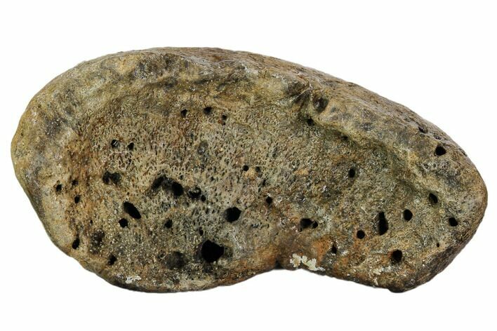 Bargain, Fossil Whale Ear Bone - Miocene #109276
